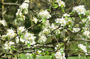  Çiçekli kiraz dalı Prunus, Kafkasya 'nın dağ ormanlarında baharda bir açıklıkta çiçeklerle birlikte.