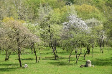  Kafkasların dağ ormanlarında çiçek ve tomurcuklarla çiçek açan bahar ağaçları.                              