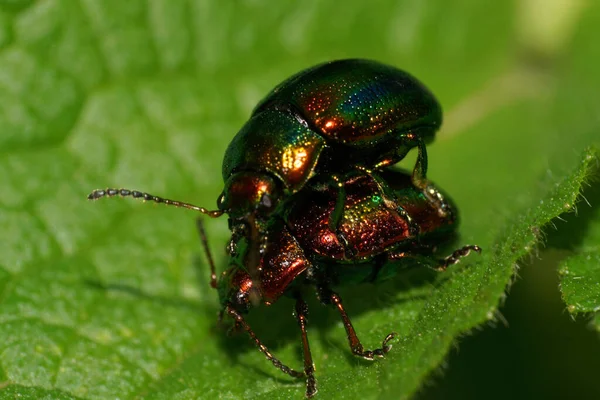 Macro Dos Escarabajos Verdes Chrysolina Herbacea Con Antenas Sentadas Una — Foto de Stock