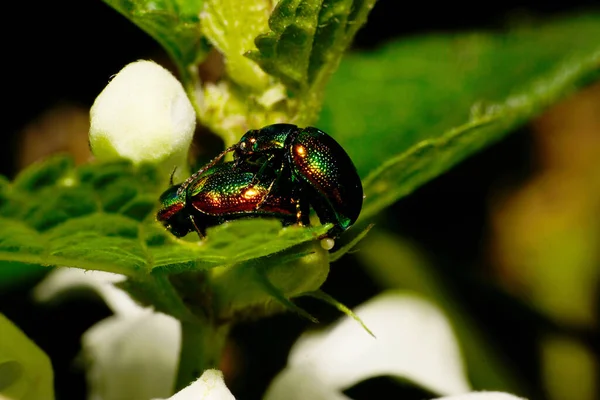 Escarabajos Cerca Chrysolina Herbacea Hoppers Sentado Ortiga Lamium Álbum Las — Foto de Stock
