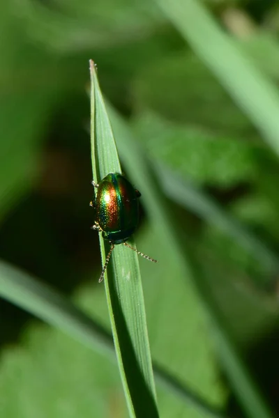 在北高加索地区山麓的树阴下 绿叶甲虫的特写栖息在青草叶上 — 图库照片