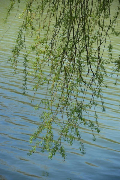 Zielone Gałęzie Wierzby Białej Salix Alba Liśćmi Bzu Wiszącymi Nad — Zdjęcie stockowe