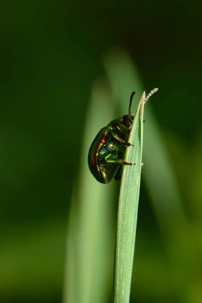 Gros Plan Sur Dendroctone Vert Feuille Chrysolina Herbacea Perché Sur — Photo