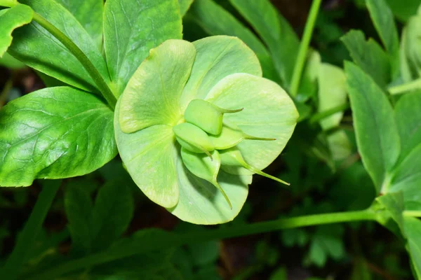 Spring Green Flower Caucasian Hellebore Helleborus Caucasian Green Leaves Growing — Stock Photo, Image