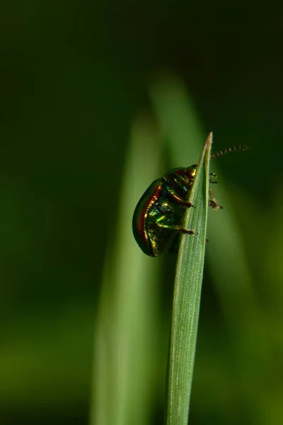 Macro Green Leaf Beetle Chrysolina Herbacea Perched Green Blade Grass — Stock Photo, Image
