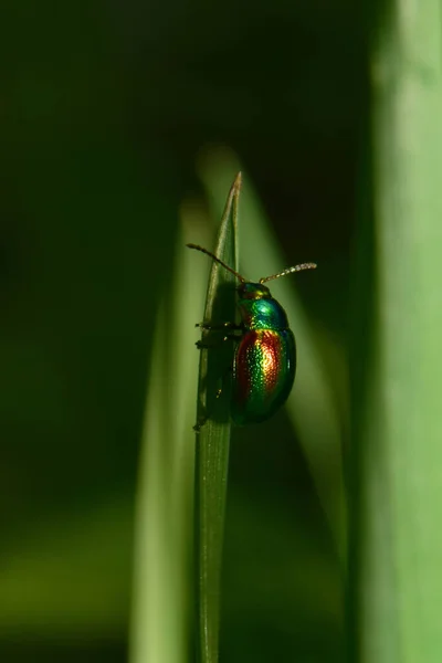 Макро Зеленого Жука Chrysolina Herbacea Сидящего Зеленой Травинке Весной Тени — стоковое фото