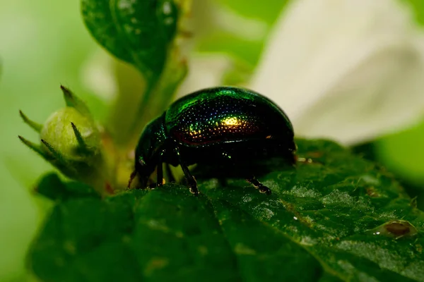 Macro Escarabajo Chrysolina Herbacea Descansando Verano Una Hoja Ortiga Lamium — Foto de Stock