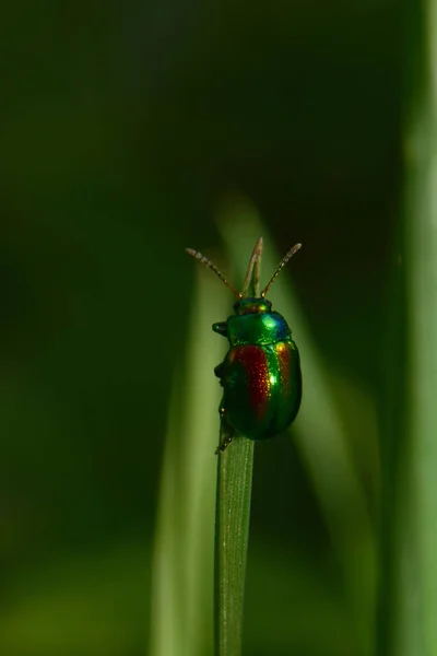 Macro Del Escarabajo Verde Brillante Del Escarabajo Hoja Chrysolina Herbacea — Foto de Stock