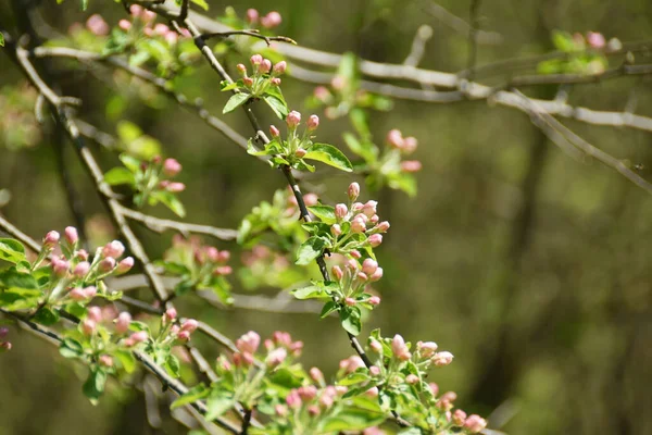 Elma ağacının bir bahar dalına yakın çekim kırmızı çiçekler ve tomurcuklar ile Malus Sylvestris Kafkasya 'nın bir dağ parkında