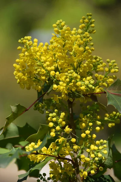 Mahonia Aquifolium Mahonia Nın Sarı Bahar Kızılötesi Görüntülerine Yakın Çekim — Stok fotoğraf