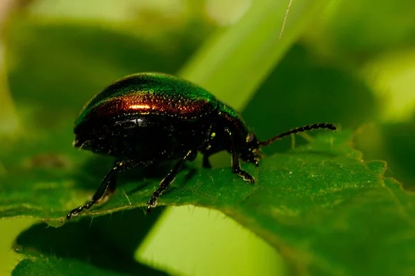 Escarabajo Cerca Chrysolina Herbacea Descansando Verano Una Ortiga Hoja Verde — Foto de Stock