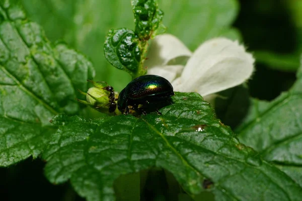 Летом Макро Жук Chrysolina Herbacea Отдыхает Листьях Крапивы Альбома Lamium — стоковое фото