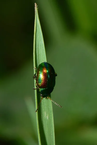 Macro Escarabajo Hoja Verde Primaveral Chrysolina Herbacea Encaramado Sobre Hierba — Foto de Stock