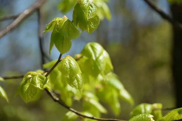 코카서스의 스프링 트리의 가지에 녹색의 — 스톡 사진