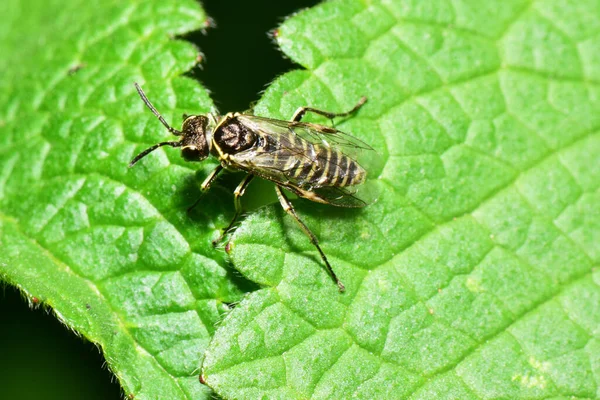 Macro Uma Vespa Abelha Caucasiana Sawfly Empria Immersa Sentado Primavera — Fotografia de Stock