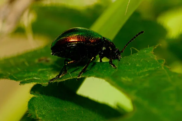 Macro Escarabajo Chrysolina Herbacea Descansando Verano Una Ortiga Hoja Verde — Foto de Stock