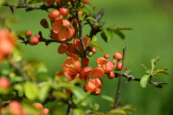 Primo Piano Fiori Mela Cotogna Chaenomeles Japonica Germogli Che Crescono — Foto Stock