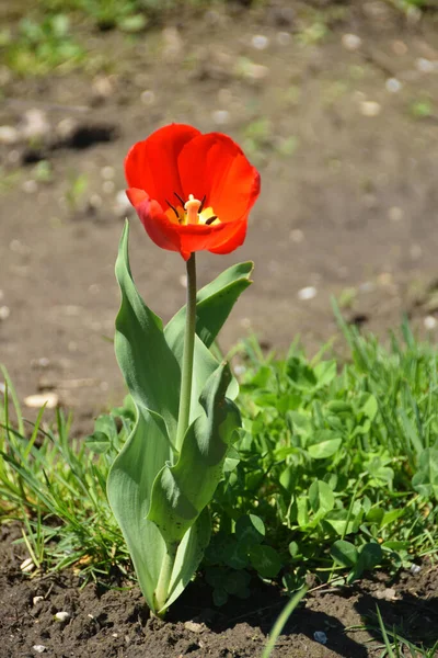 Primer Plano Tulipán Rojo Primaveral Creciendo Parque Salvaje Una Carretera — Foto de Stock