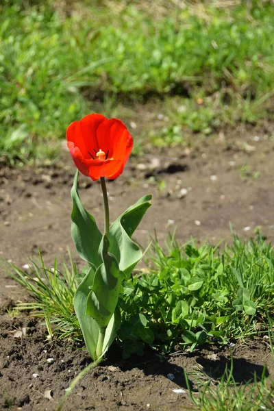 Tulipán Salvaje Rojo Primavera Creciendo Parque Salvaje Una Carretera Las — Foto de Stock