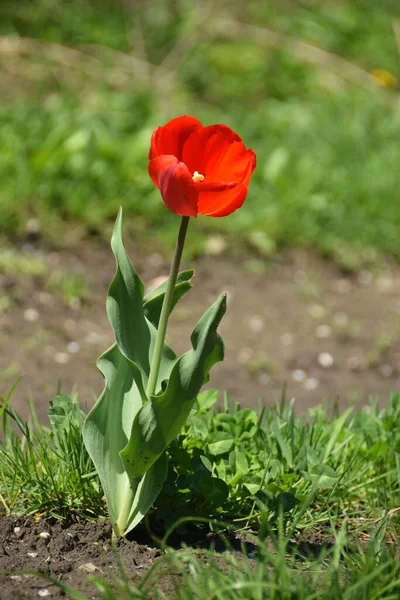 Tulipán Primavera Con Flor Roja Hojas Que Crecen Claro Bosque — Foto de Stock