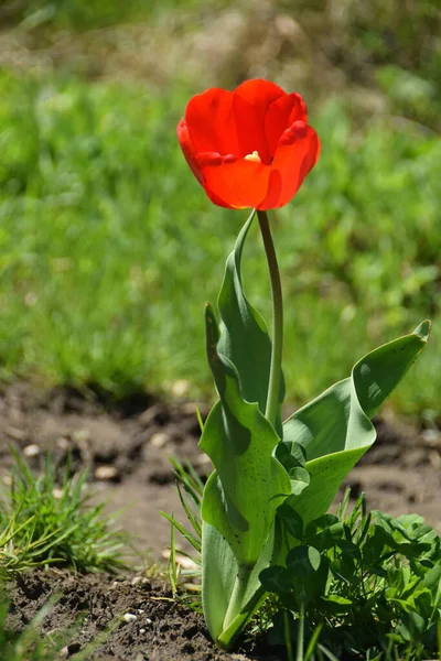 Primer Plano Tulipán Primaveral Con Una Flor Roja Hojas Creciendo — Foto de Stock