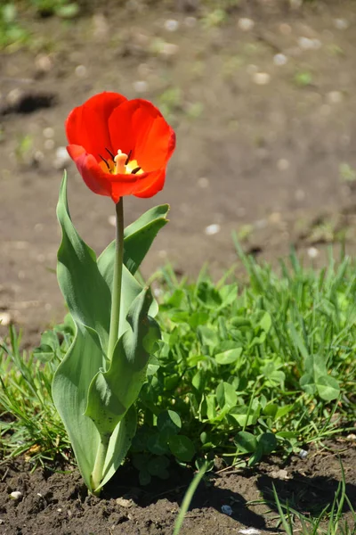 Primer Plano Tulipán Rojo Primaveral Con Hojas Creciendo Parque Salvaje — Foto de Stock