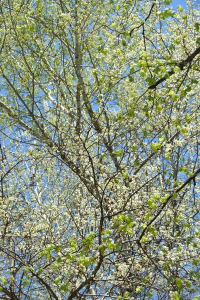 Kwitnące Gałęzie Dzikiej Wiśni Prunus Subgen Białymi Kwiatami Błękitnym Niebie — Zdjęcie stockowe