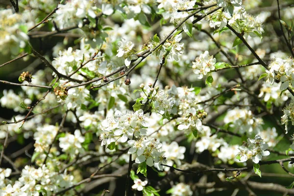 Rama Floreciente Cerezo Silvestre Prunus Subgen Con Flores Claro Primavera — Foto de Stock