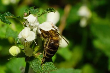 Kafkas arısı Makro Apis mellifera Kafkasya 'nın eteklerindeki bir lamium albümünün beyaz çiçeğiyle polen topluyor.                               