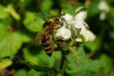  Genç ve tüylü Kafkas arı Apis Mellifera 'nın Macro' su Kafkasya 'nın eteklerindeki ısırgan otu Lamium albümünün beyaz bir cildinde polen, nektar topluyor.                              