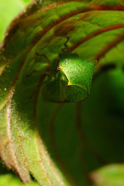 Kafkasların eteklerindeki böğürtlenin yeşil bir yaprağının altında oturan Ceresa Taurina türünün yeşil gorbatkasına yakın çekim.                              