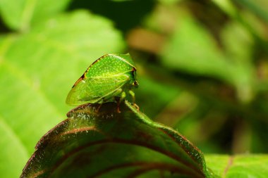 Kafkasların eteklerindeki bir böğürtlenin yeşil yaprağında oturan yeşil gorbatka türü Ceresa taurina.                               