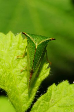 Macro, Kafkasya 'nın eteklerindeki Ceresa taurina türünün böğürtlen yeşili kambur balinalarının yeşil yaprağında oturuyor.                               