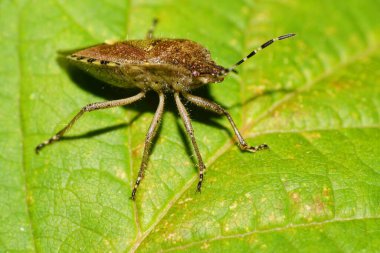 Kafkasların eteklerindeki yeşil bir yaprağın üzerinde oturan uzun pençeleri ve antenleri olan kahverengi bir otobur makro.