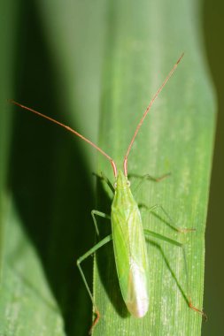 Blepharidopterus Angulatus 'un yeşil böceği Kafkasya' nın eteklerinde yeşil bir yaprağın tepesinde oturan uzun pençeli ve antenli bir mısır gevreği yaprağının üzerinde oturuyor.                               