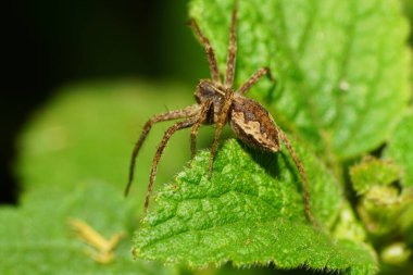  Kahverengi örümceğin Makro 'su Lycosidae familyasından gezgin bir avcının Kafkasya' nın eteklerinde bir ısırgan otunun tüylü yaprağının üzerinde