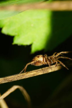 Kafkasya 'nın eteklerinde yeşil bir yaprak üzerinde gezen Lycosidae familyasından bir avcının kahverengi örümceğinin makro' su.                               