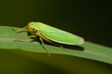 Kafkasya yeşil cicadella viridis 'inin Makro manzarası Kafkasların eteklerindeki yeşil bir mısır gevreği yaprağının üzerinde oturuyordu.                               