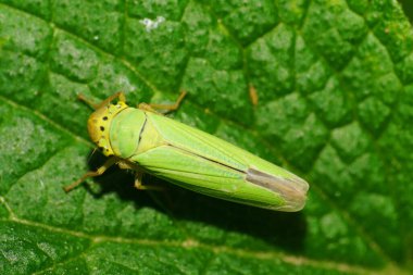 Kafkasya 'nın eteklerinde yeşil bir yaprak üzerinde oturan yeşil yapraklı yeşil yapraklı yeşil yapraklı Cicadella viridis.                               