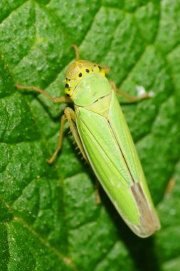 Kafkas yeşil yapraklı Cicadella viridis 'in yakın çekim görüntüsü Kafkasya' nın eteklerinde yeşil bir yaprak üzerinde oturuyor.
