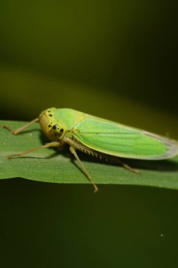 Kafkas yeşili Cicadella viridis yeşil kanatlı ve uzun pençeli Kafkasların eteklerindeki yeşil bir mısır gevreği yaprağının üzerinde oturuyor. 