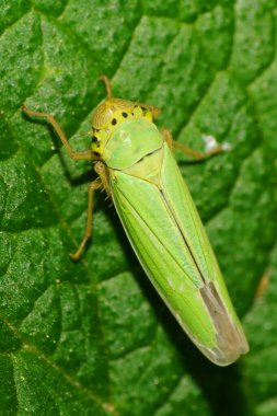 Kafkas yeşil yapraklı Cicadella viridis 'in yukarıdan görünüşü Kafkasya' nın eteklerinde yeşil bir yaprak üzerinde oturuyordu.                               