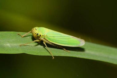  Kafkasların eteklerindeki yeşil bir mısır gevreği sapında dinlenen yeşil elytra 'lı Cicadella viridis.                              