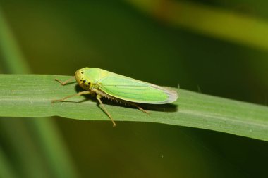 Kafkas yeşil yapraklı Cicadella viridis 'in Makro manzarası Kafkasya' nın eteklerinde, mısır gevreğinin yeşil yaprağında oturuyordu.