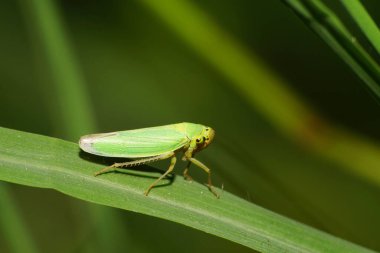 Kafkasya yeşil ağustos böceği Makro 'su Kafkasya eteklerindeki yeşil mısır gevreği yaprağının üzerinde oturuyor.                               