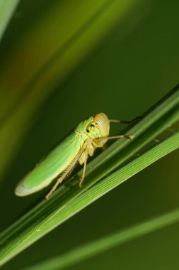 Macro, Kafkasya 'nın eteklerinde yeşil elytra bulunan yeşil bir Cicadella viridis yaprakçısının yeşil sapında dinleniyor.