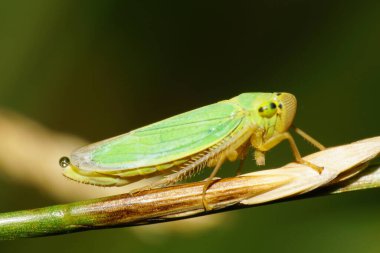 Macro, yeşil elytra ve Kafkasların eteklerinde bir damla su bulunan bir Cicadella viridisinin sapında dinleniyor.                               