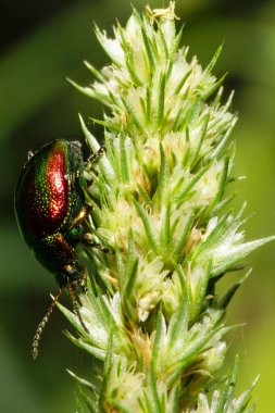Makro böcek yapraklı Chrysolina herbacea anten ve pençeleriyle Kafkasya 'nın eteklerindeki çimlerin yeşil bir infloresansında oturuyor.                               