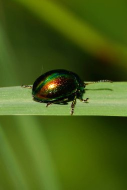 Kafkasya 'nın eteklerinde yeşil bir yaprak üzerinde oturan anten ve pençeleriyle Chrysolina otlağından yapılmış Makro oturma böceği.                               