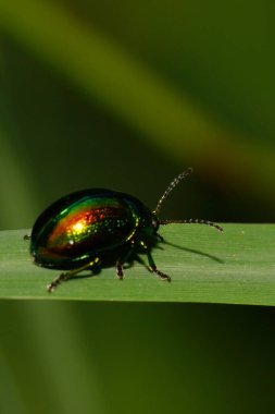 Kafkasya 'nın eteklerinde yeşil bir çimen yaprağının üzerinde anten ve pençeleriyle yeşil bir böcek olan Chrysolina herbacea yapraklı makro.                               